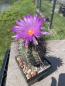 Preview: Thelocactus bicolor